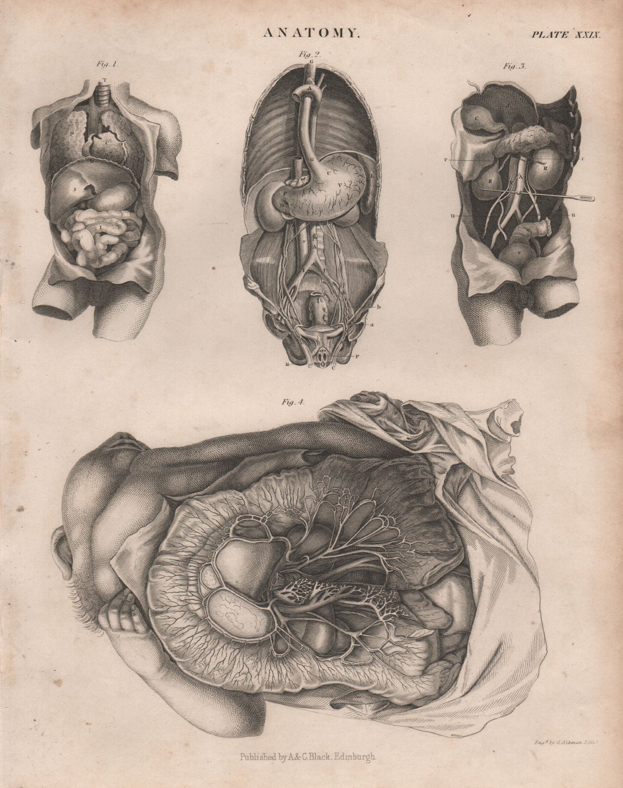 Human Anatomy. Internal organs. BRITANNICA 1860 old antique print picture